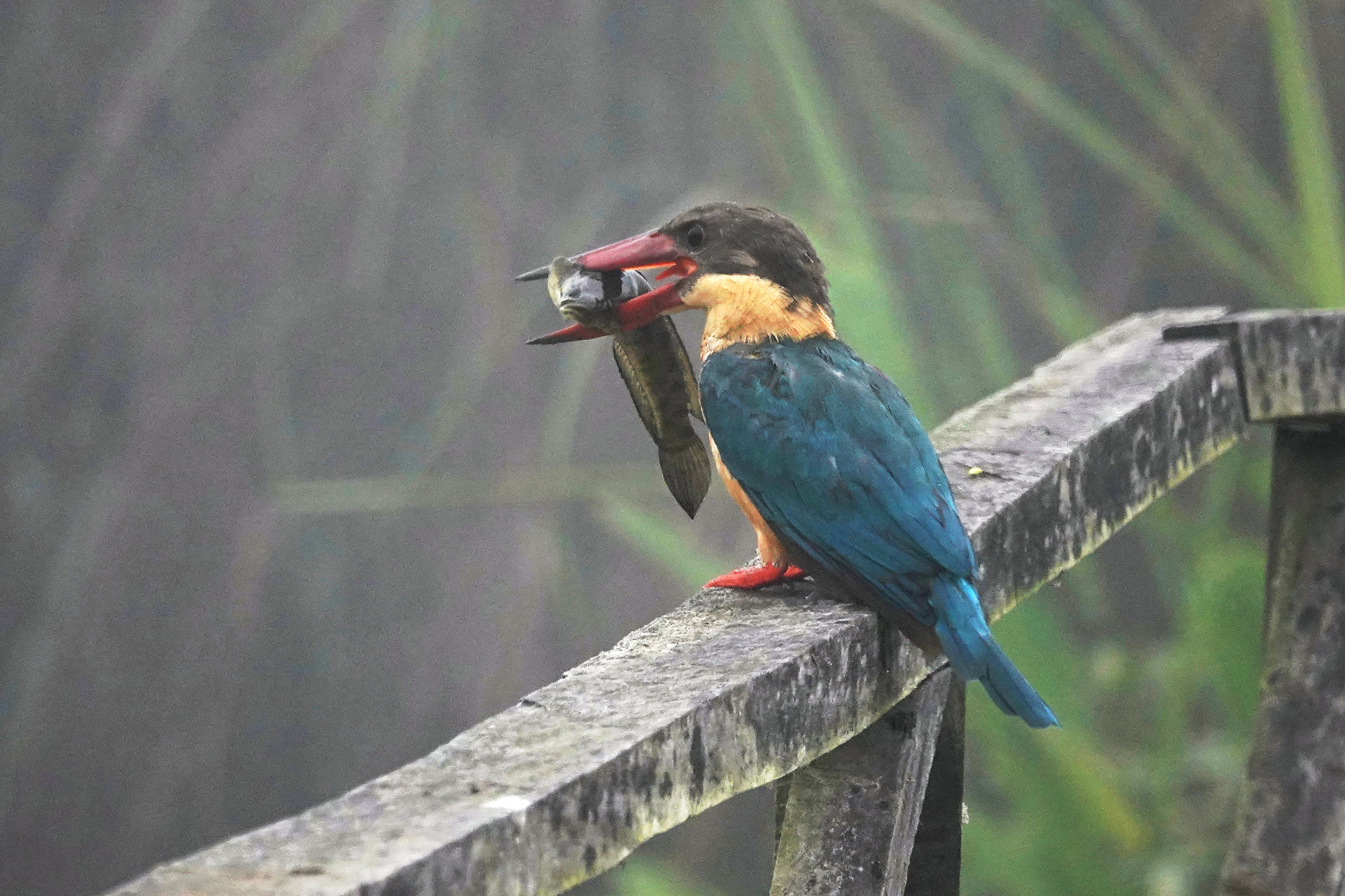 Scenic Rural Journey